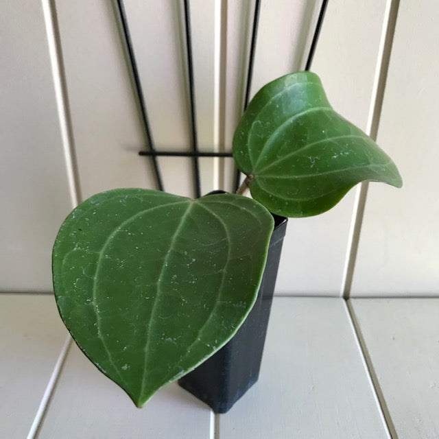 Hoya latifolia IML 1590 H116