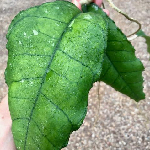 Hoya sp. Nong Nooch IML 1541 H120