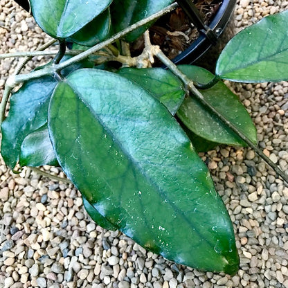 Hoya sp. #3 Philippines IML 1658 H123