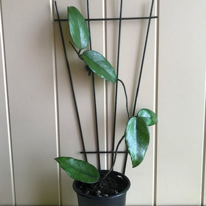 Hoya sp. #3 Philippines IML 1658 H123