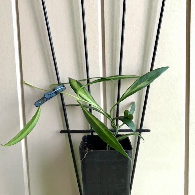 Hoya tsangii (variegata) H214