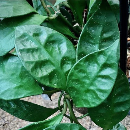 Hoya rundumensis Sarawak IML 1212 H126