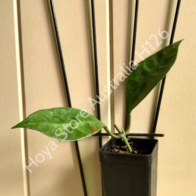 Hoya rundumensis Sarawak IML 1212 H126