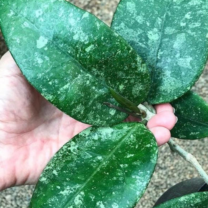 Hoya sp. Ko Chang Is. IML 1508 H127