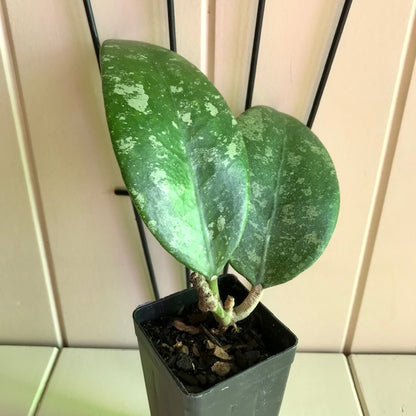 Hoya sp. Ko Chang Is. IML 1508 H127
