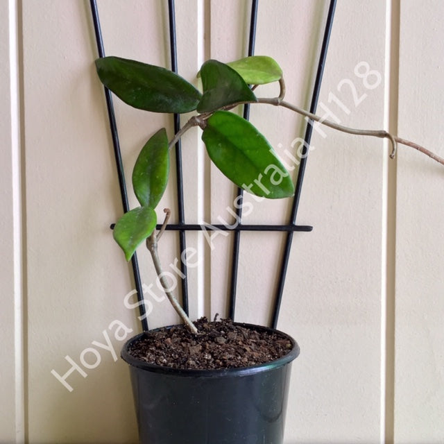 Hoya 'Rubra' IML 0169 H128