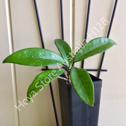 Hoya 'Rubra' IML 0169 H128
