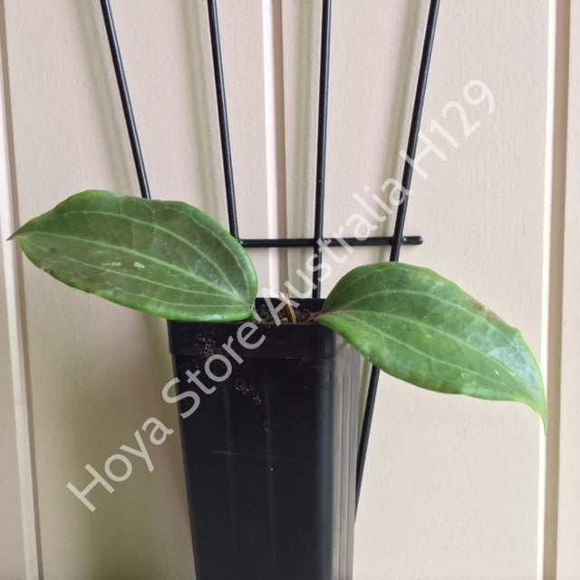 Hoya merrillii Philippines IML 0850 H129