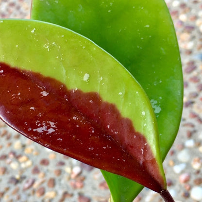 Hoya pubicalyx 'Royal Hawaiian Purple' IML 0056 H12