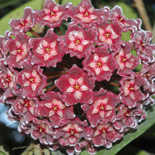 Hoya pubicalyx 'Royal Hawaiian Purple' IML 0056 H12