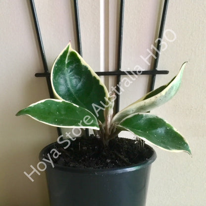 Hoya carnosa 'Tricolor' IML 0077 H130