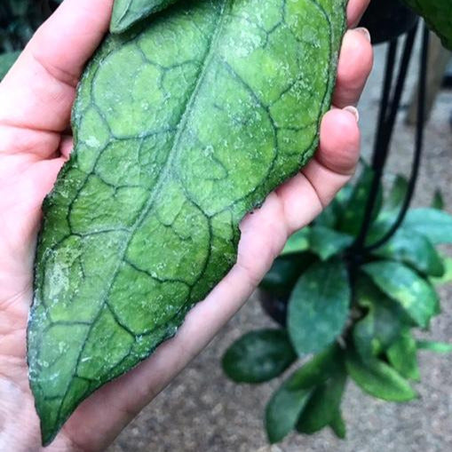Hoya sp. Thailand IML 1398 H133