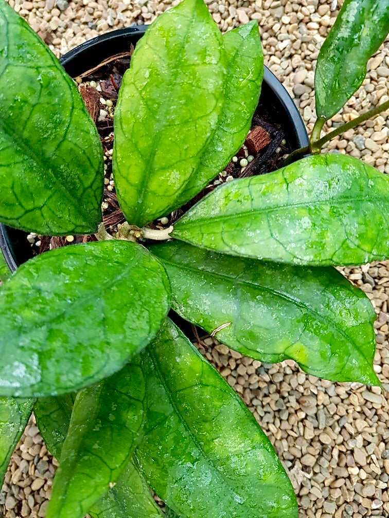Hoya sp. Malaysia IML 1400 H134