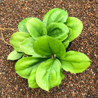 Hoya lambii H144