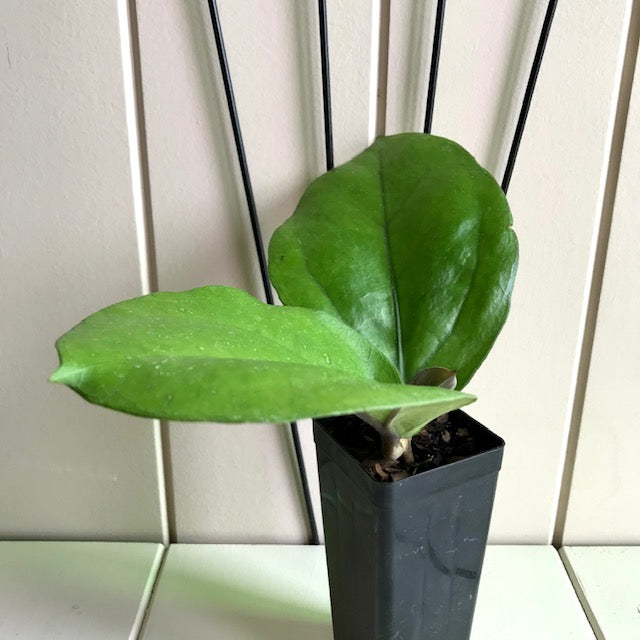 Hoya lambii H144
