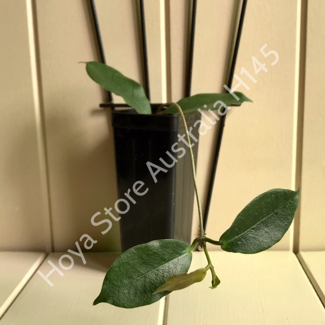 Hoya ischnopus H145
