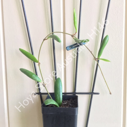 Hoya loheri H146