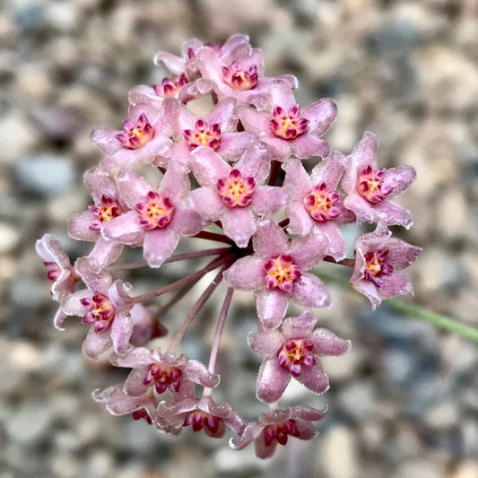 Hoya camphorifolia H147