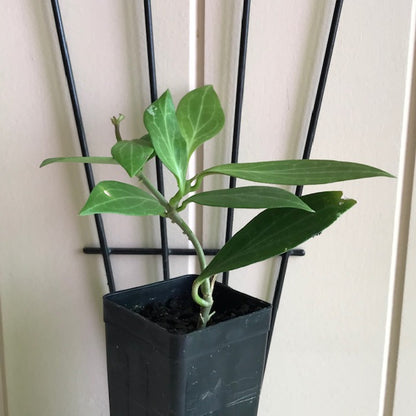Hoya chunii (chuniana) H150