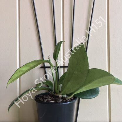 Hoya diversifolia H151