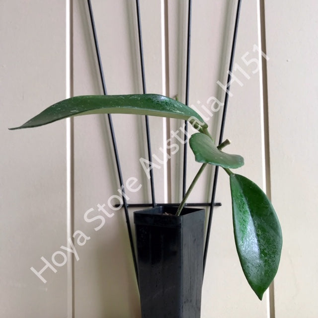 Hoya diversifolia H151