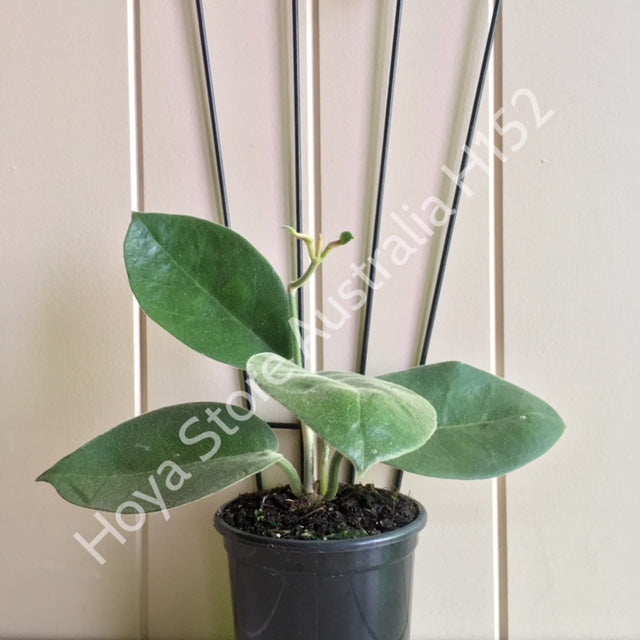 Hoya calycina H152