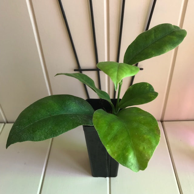 Hoya calycina H152