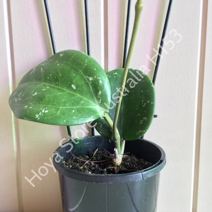 Hoya loyceandrewsiana H153