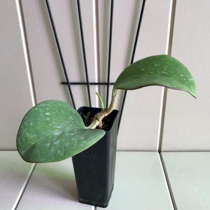 Hoya loyceandrewsiana H153