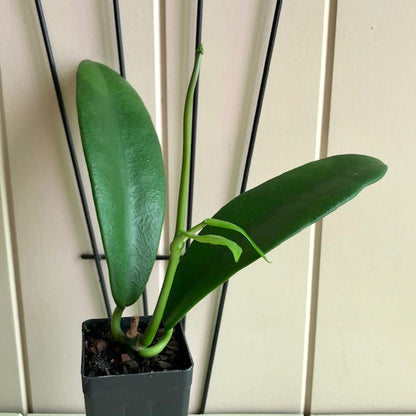 Hoya treubiana IML 0124 H154