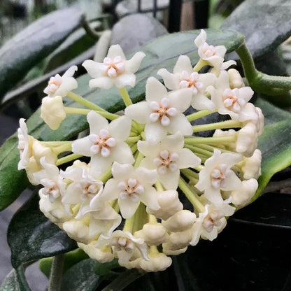 Hoya villosa Vietnam IML 1663 H156