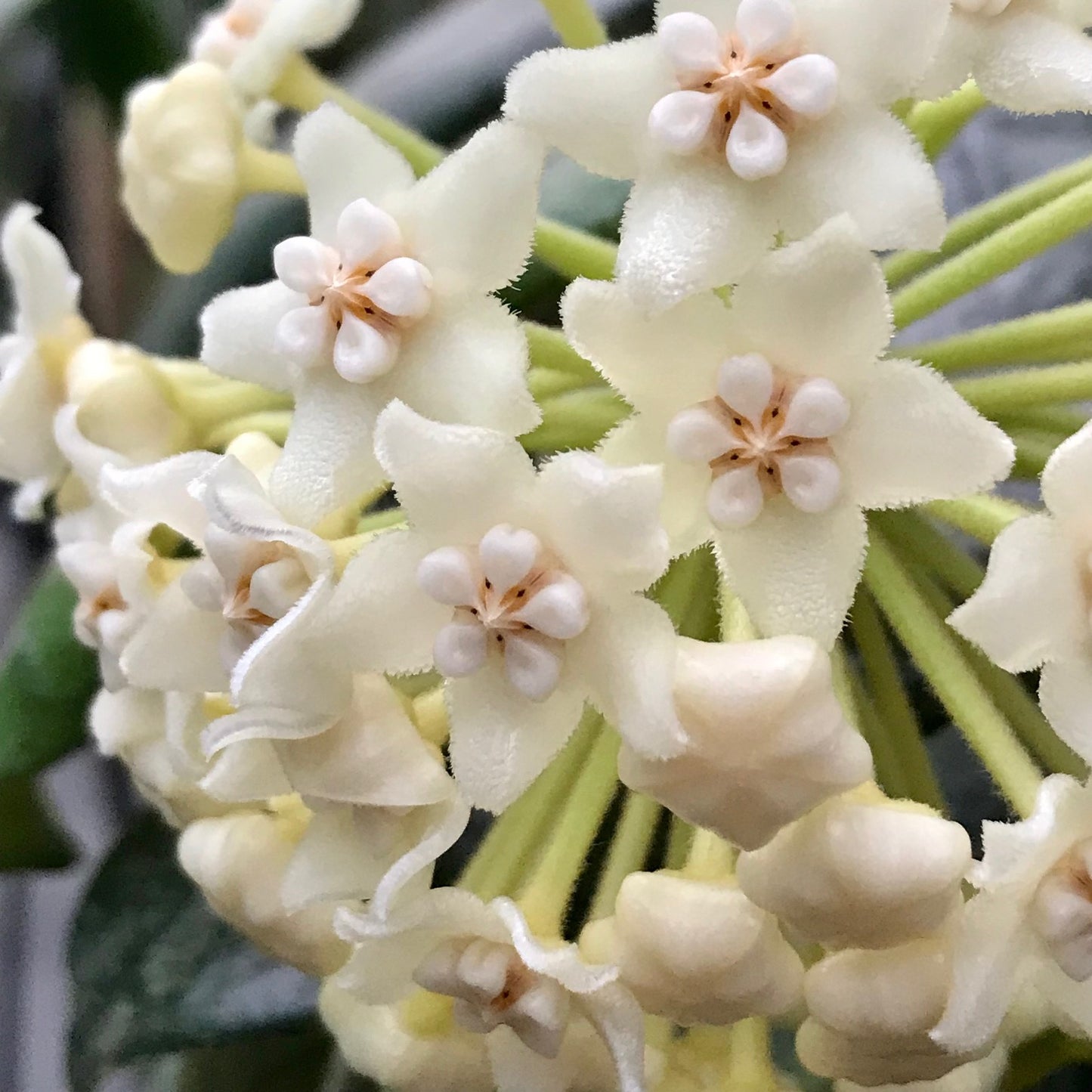Hoya villosa Vietnam IML 1663 H156