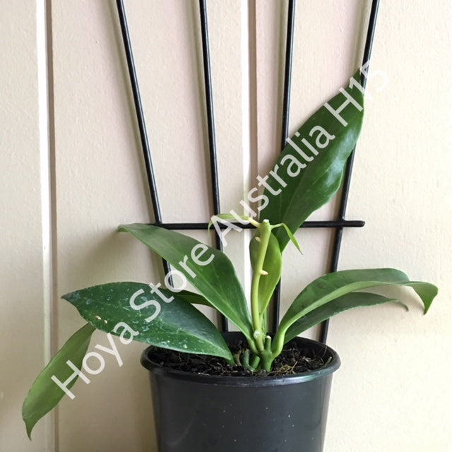 Hoya obscura H15