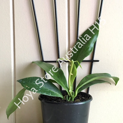 Hoya obscura H15