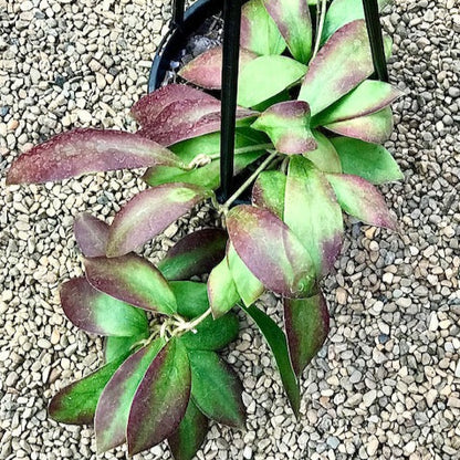 Hoya mindorensis ssp. Superba  IML 0768 H169