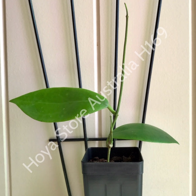 Hoya mindorensis ssp. Superba  IML 0768 H169