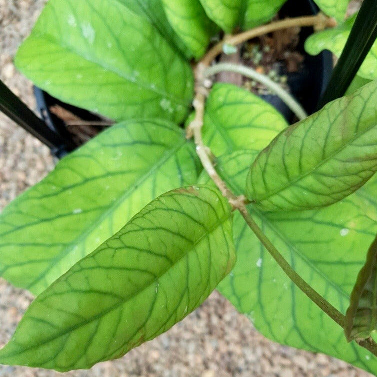 Hoya meredithii H174