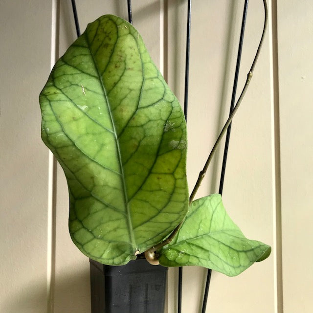 Hoya meredithii H174