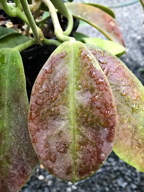 Hoya albiflora H177
