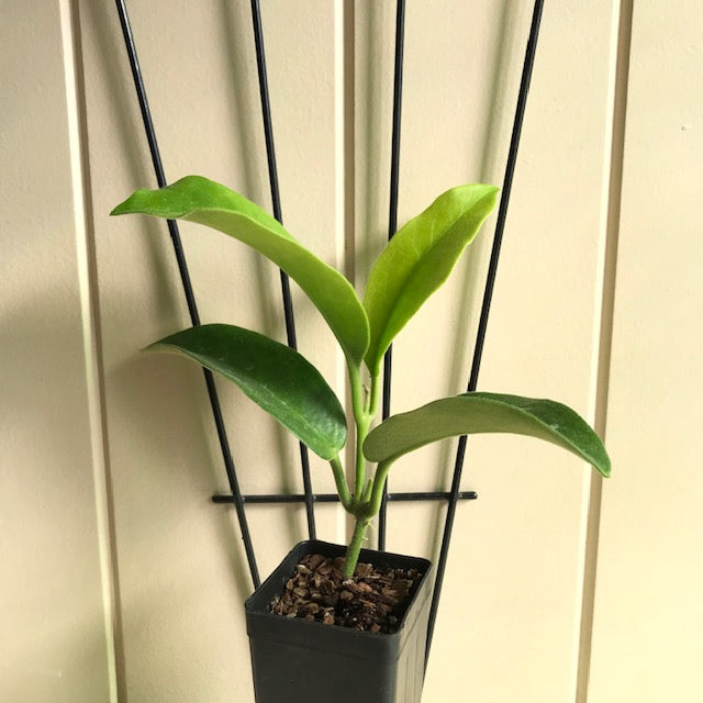 Hoya albiflora H177