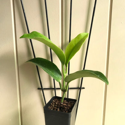 Hoya albiflora H177