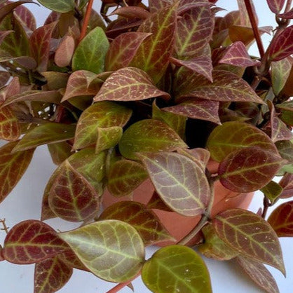 Hoya 'Sunrise' H178