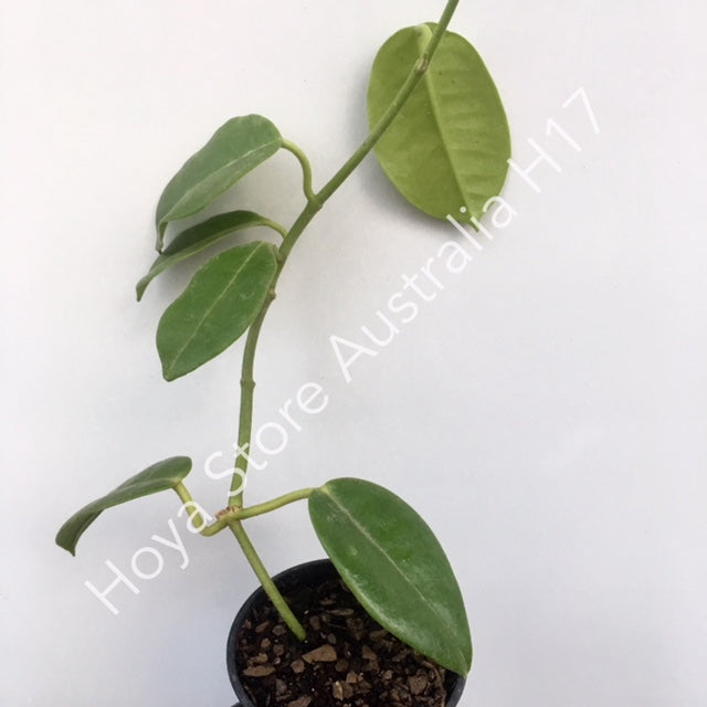 Hoya sussuela H17