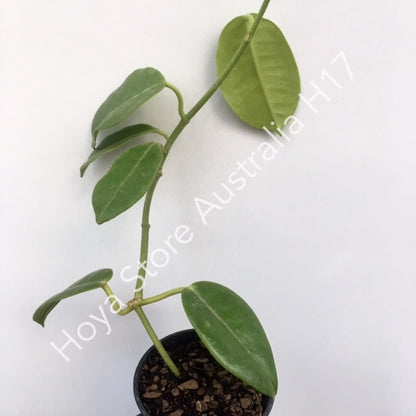 Hoya sussuela H17