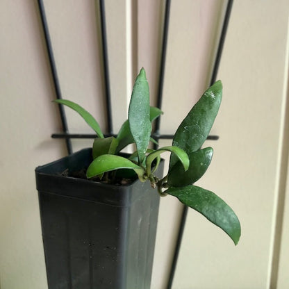 Hoya parviflora H181