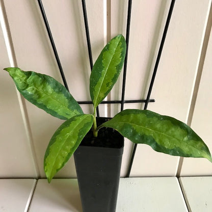 Hoya multiflora variegata H182