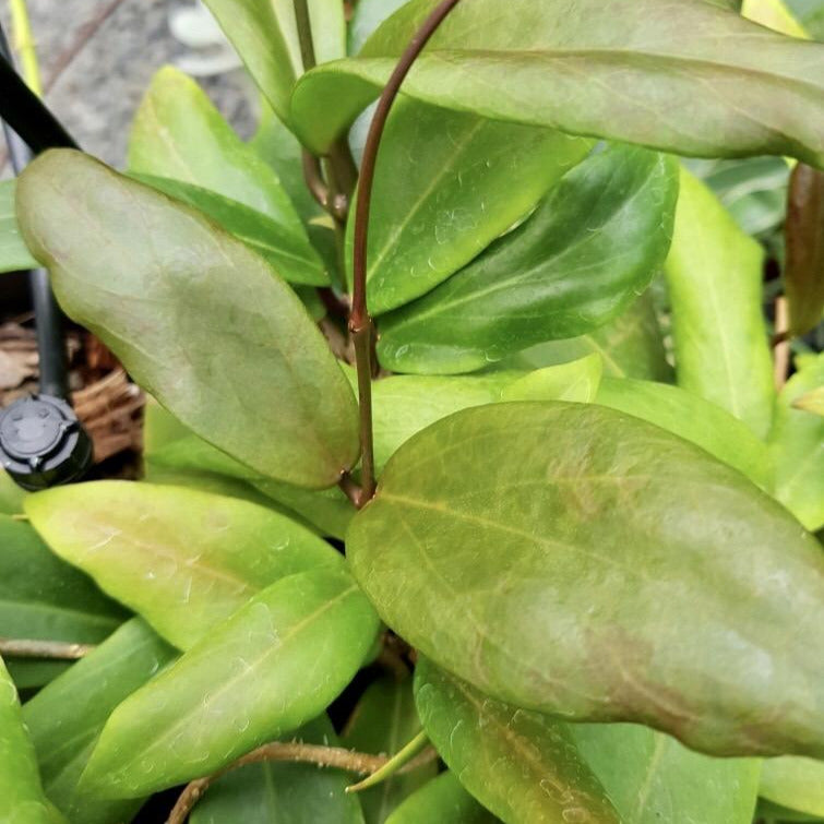 Hoya ilagiorum H183