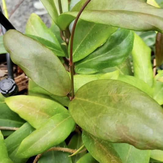 Hoya ilagiorum H183