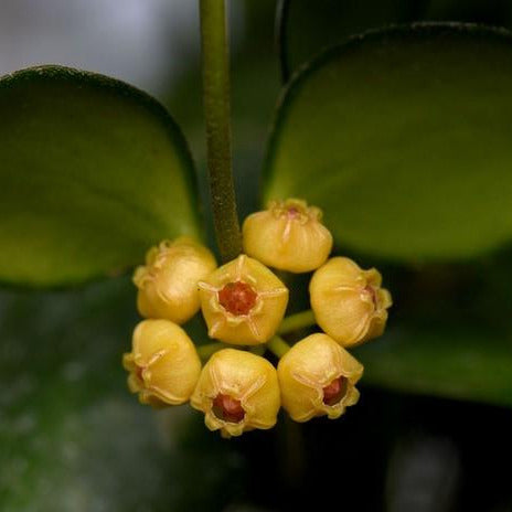 Hoya heuschkeliana 'Yellow' H185