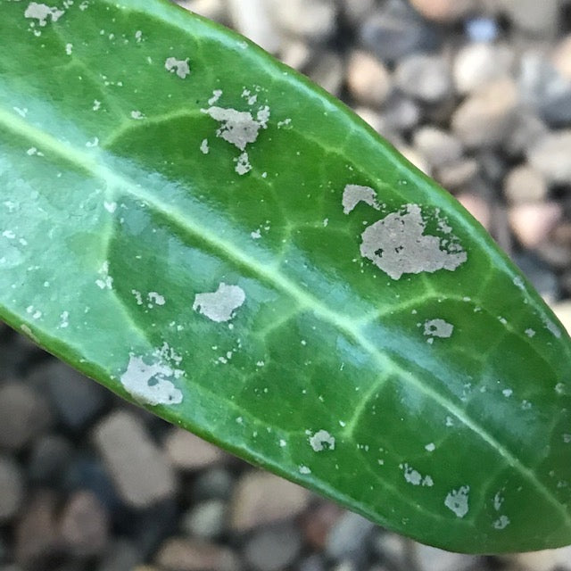Hoya verticillata bronze H189